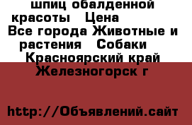 шпиц обалденной красоты › Цена ­ 22 000 - Все города Животные и растения » Собаки   . Красноярский край,Железногорск г.